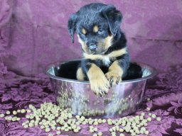 frida 1